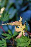 IMGP4078-Resize_Radiant