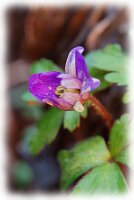 IMGP2444