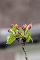 IMGP0571