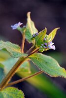 IMGP2596