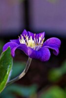 IMGP4108-Resize_Radiant