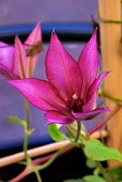 IMGP4101-Resize_Radiant