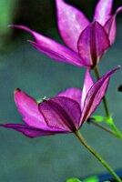 IMGP4102-Resize_Radiant