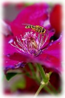 IMGP4090-Resize_Radiant