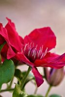 IMGP4094-Resize_Radiant