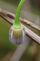 IMGP0042