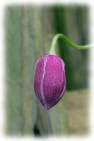 IMGP0107