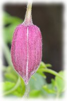 IMGP0311