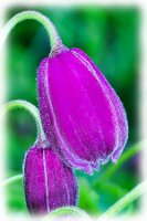 IMGP0327