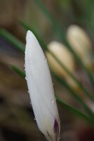 IMGP2470