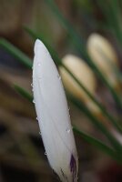 IMGP2471