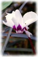 IMGP3738