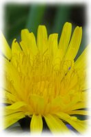 IMGP0493