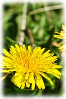 IMGP2827