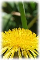 IMGP2944