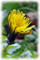 IMGP2966