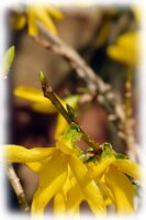 IMGP0372