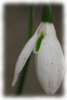 IMGP6542