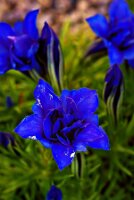 IMGP4095-Resize_Radiant