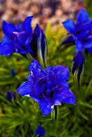 IMGP4096-Resize_Radiant