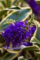 IMGP4099-Resize_Radiant