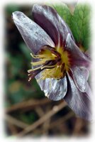 IMGP2419