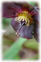 IMGP2655