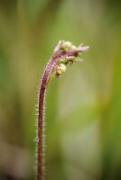 IMGP3555