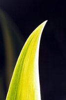 IMGP0474