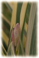 IMGP0640