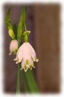 IMGP0347
