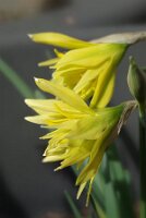 IMGP2677