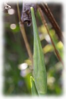 IMGP0477