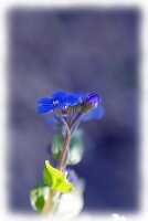 IMGP3061