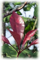 IMGP0657