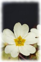 IMGP2578