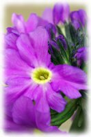 IMGP0040