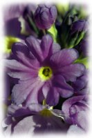 IMGP0057
