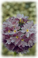 IMGP0071