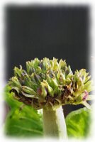 IMGP2347