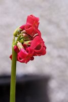 IMGP3424