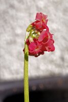 IMGP3456