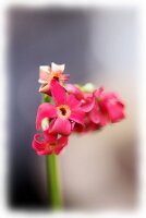 IMGP3530
