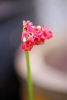 IMGP3546