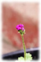 IMGP0619