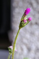 IMGP3457