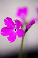 IMGP3545
