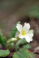 IMGP2725