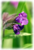 IMGP2981