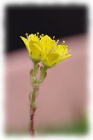 IMGP2991